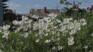 yaz günü bahçede güzel çiçekler