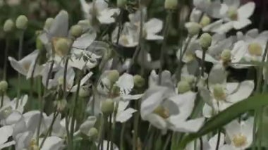 yaz günü bahçede güzel çiçekler