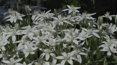 yaz günü bahçede güzel çiçekler