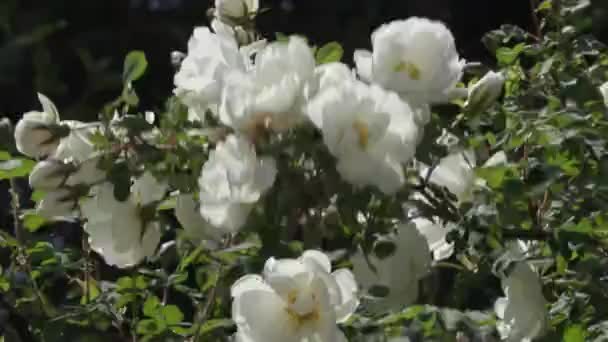 Schöne Blumen im Garten während des Sommertages — Stockvideo