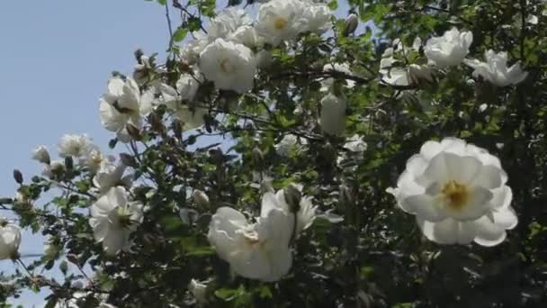 Красиві квіти в саду в літній день — стокове відео
