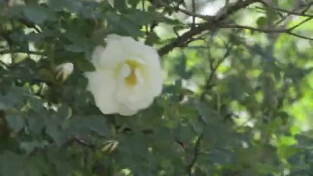 Hermosas flores en el jardín durante el día de verano — Vídeo de stock