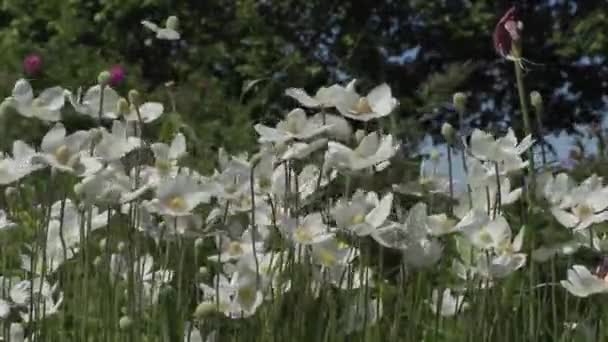 Beautiful flowers in the garden during the summer day — Stock Video