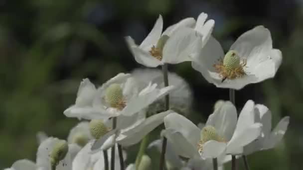 Flores bonitas no jardim durante o dia de verão — Vídeo de Stock