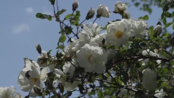 Hermosas flores en el jardín durante el día de verano — Vídeos de Stock