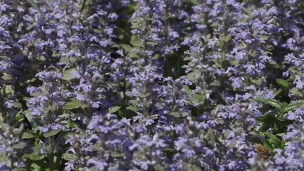 Όμορφα λουλούδια άνοιξη στον κήπο κοντινό πλάνο — Αρχείο Βίντεο