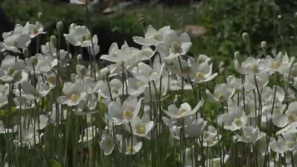 Hermosas flores en el jardín durante el día de verano — Vídeos de Stock