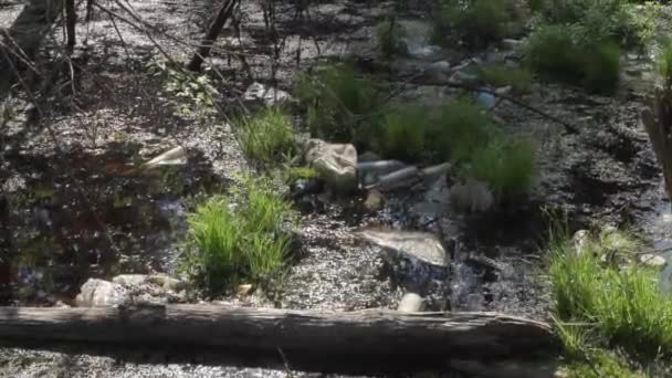 Banc de la rivière polluée. Catastrophe écologique — Video