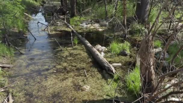 Banc de la rivière polluée. Catastrophe écologique — Video