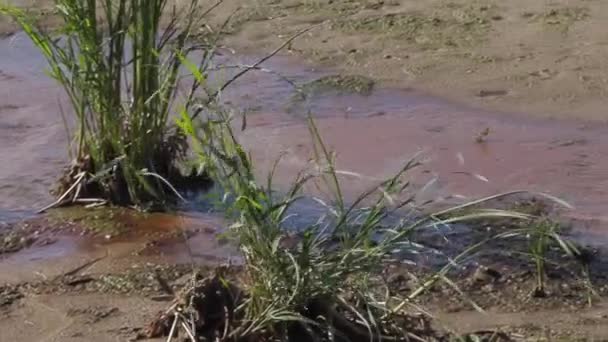 Μολυσμένη όχθη του ποταμού. Οικολογική καταστροφή — Αρχείο Βίντεο