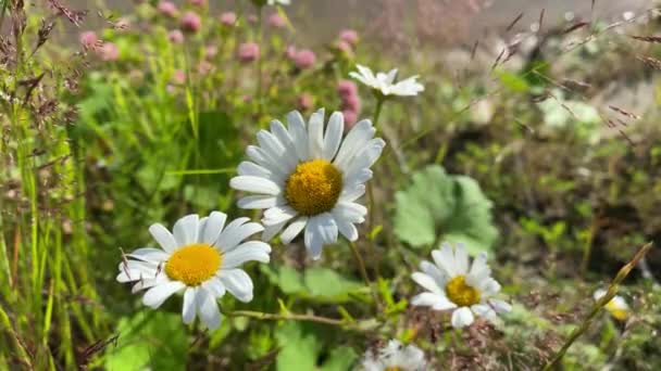 Camomiles se déplace dans le vent. Clip vidéo 4k — Video