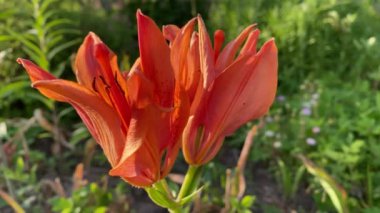 Kızıl gladiolus rüzgarda hareket ediyor