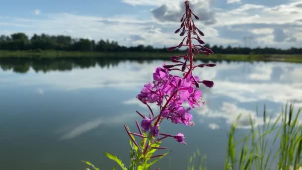 Purple lupine moves in the wind against a background of water, closeup video 4k — Stock Video