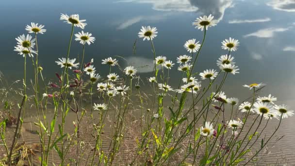 Camomile moves in the wind, on the water background.4k video clip — стоковое видео