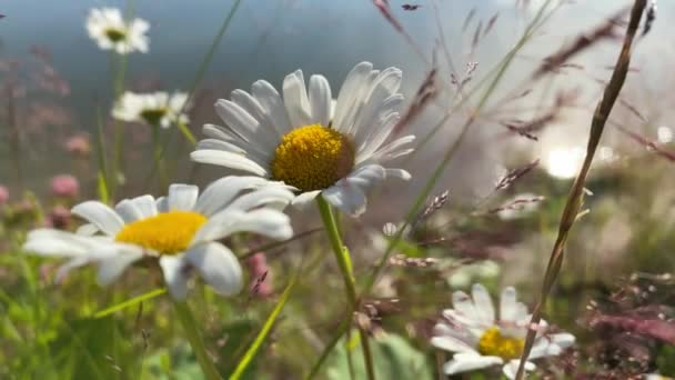 Camomiles se mueve en el wind.4k clip de vídeo — Vídeo de stock