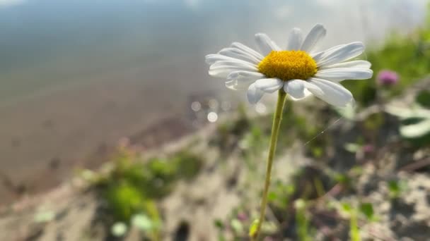 Camomile beweegt in de wind.4k videoclip — Stockvideo