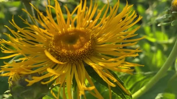 Diente de león amarillo balancea, primer plano de vídeo 4k — Vídeo de stock