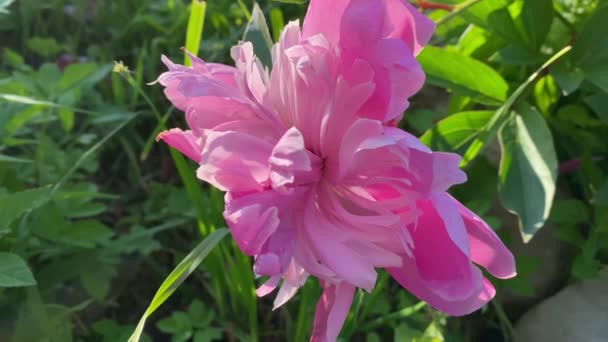 Close-up van een roze rhododendron zwaaiend uit de wind, 4K video — Stockvideo