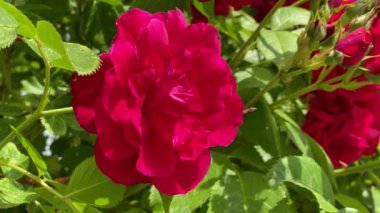 Bahçedeki kırmızı yabani güller, rüzgardan uzaklaş, 4K video yakın.