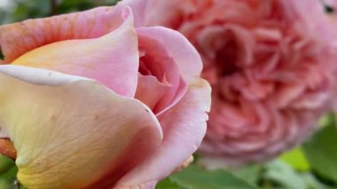 Bulanık arkaplanı olan pembe bir gülün yakın çekimi, 4K video