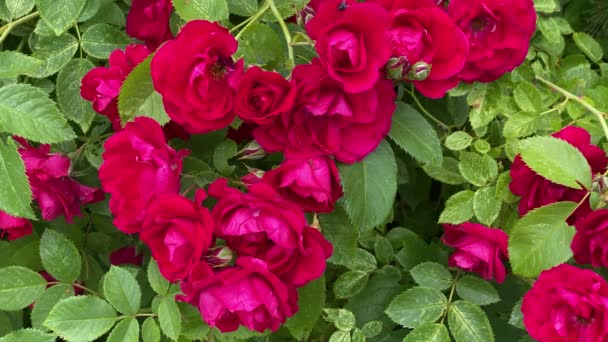 Κόκκινα άγρια τριαντάφυλλα στον κήπο, κινούνται από τον άνεμο — Αρχείο Βίντεο