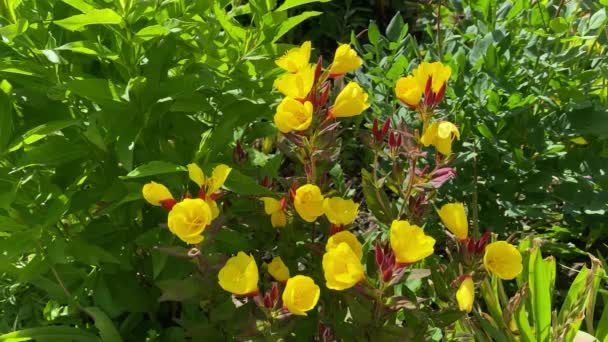 Žluté zahradní zvony, close-up, 4k video — Stock video