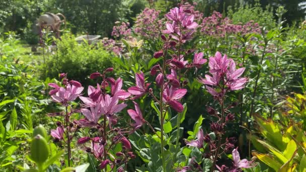 Rosa Ivan té se mueve del viento, 4k video — Vídeos de Stock