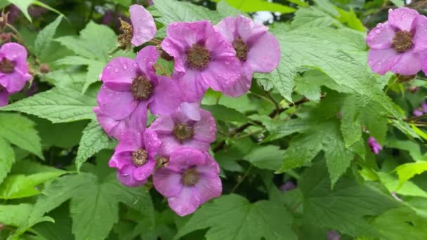 Close-up purple short swaying from the wind video 4k — Stock Video