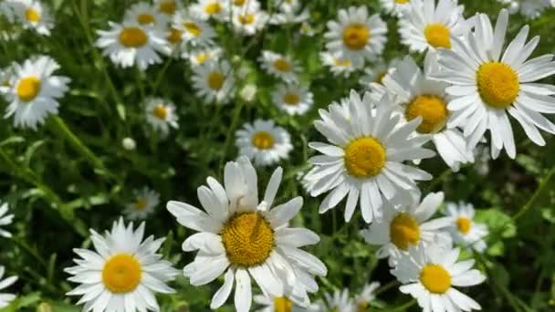 Chamomile bloom in nature in summer, close-up video 4k — Stock Video