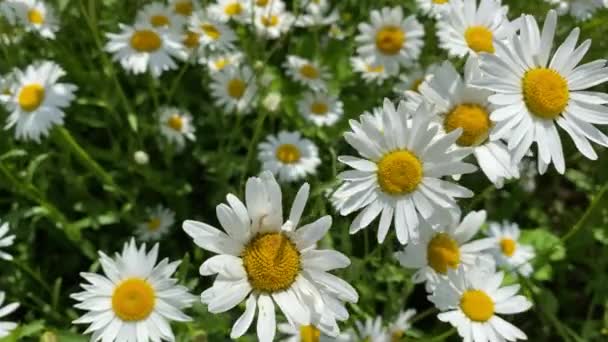 Camomila florescer na natureza no verão, close-up vídeo 4k — Vídeo de Stock