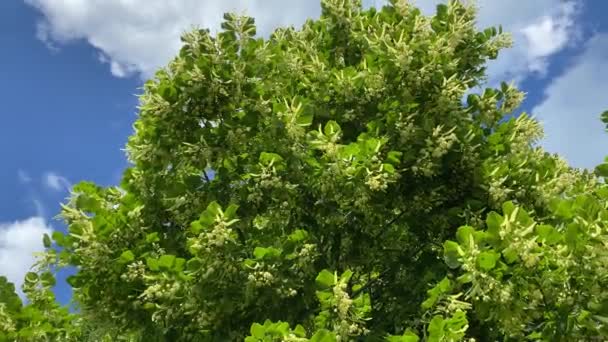 Poplar ταλαντεύεται στον άνεμο, η κάμερα κινείται κατά μήκος της διαδρομής, 4k βίντεο — Αρχείο Βίντεο