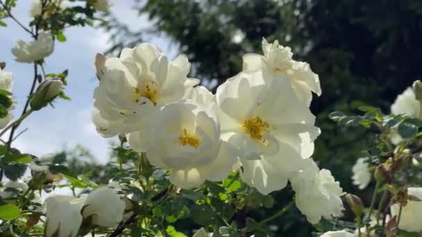 Weiße Wildrosen im Garten, sich vom Wind bewegen, 4k Video aus nächster Nähe — Stockvideo