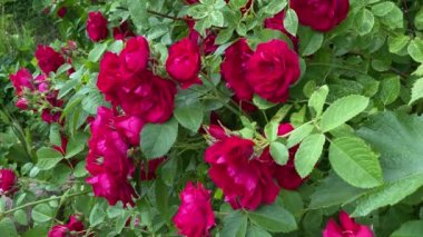 Bahçedeki kırmızı yabani güller, rüzgardan uzaklaş, 4K video.