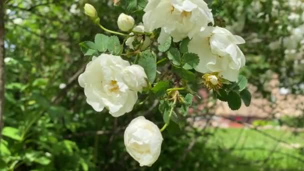 Blanco rosas silvestres en el jardín, se mueven desde el viento, 4k video de cerca — Vídeo de stock