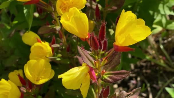 Campanas amarillas del jardín, primer plano, vídeo 4k — Vídeos de Stock