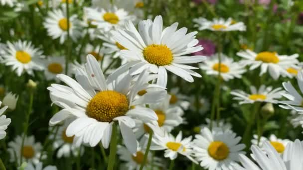 Kamomill blommar i naturen på sommaren, närbild video 4k — Stockvideo