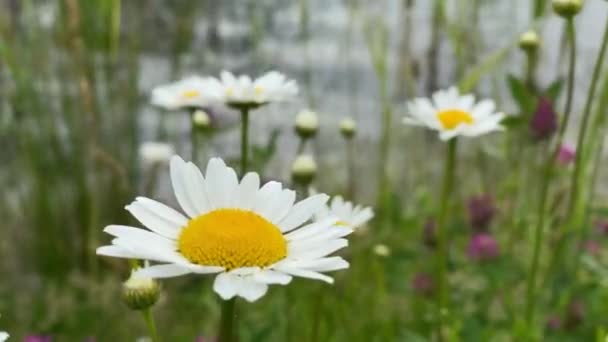 Camomilles se déplace dans le vent.4k — Video