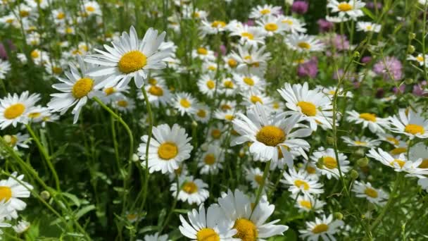 Kamomill blommar i naturen på sommaren, närbild video 4k — Stockvideo