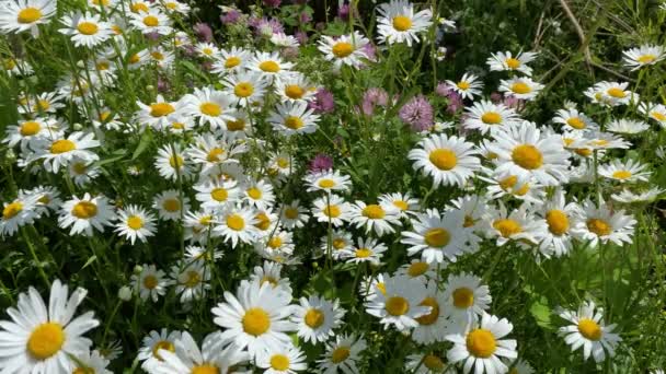 Camomilla fioritura in natura in estate, close-up video 4k — Video Stock