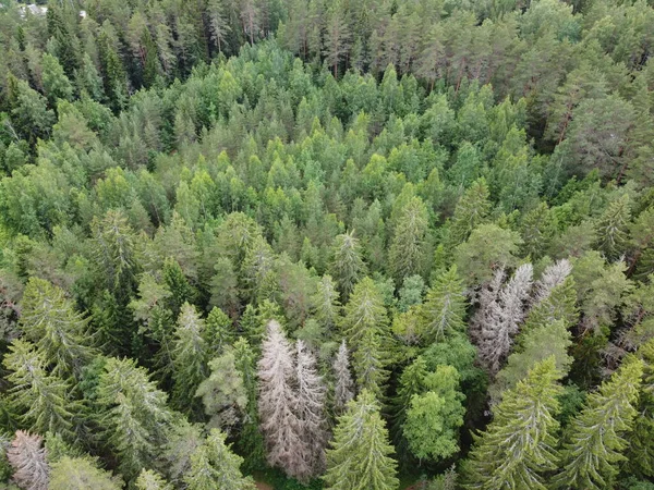 从上方俯瞰青翠的森林，航空摄影 — 图库照片