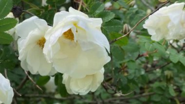 Bahçedeki beyaz yaban gülleri, rüzgardan hareket et, 4K video kapat