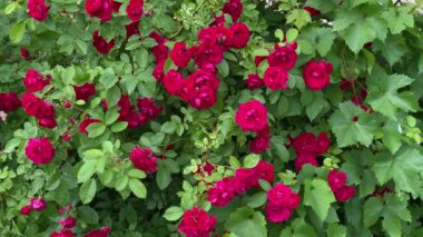Bahçedeki kırmızı yabani güller, rüzgardan uzaklaş, 4K video.