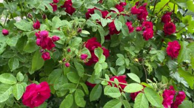 Bahçedeki kırmızı yabani güller, rüzgardan uzaklaş, 4K video.