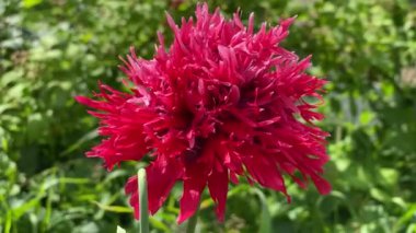 Red Monard 'ın 4k numaralı bahçe videosundaki yakın çekimi.