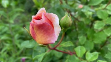 Bulanık arkaplanı olan pembe bir gülün yakın çekimi, 4K video