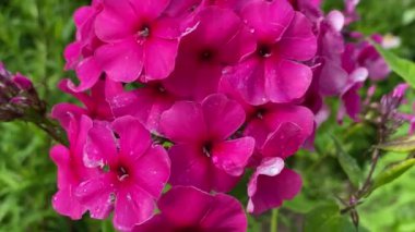 Pembe Ivan çayı rüzgardan hareket eder. 4K video yakın çekim.