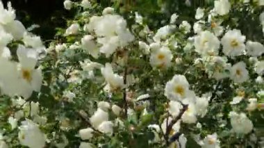Bahçedeki beyaz yabani güller, rüzgardan uzaklaş.
