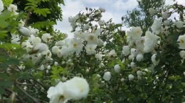 Bahçedeki beyaz yabani güller, rüzgardan uzaklaş, 4k video.
