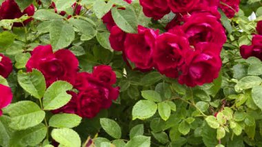 Bahçedeki kırmızı yabani güller, rüzgardan uzaklaş.