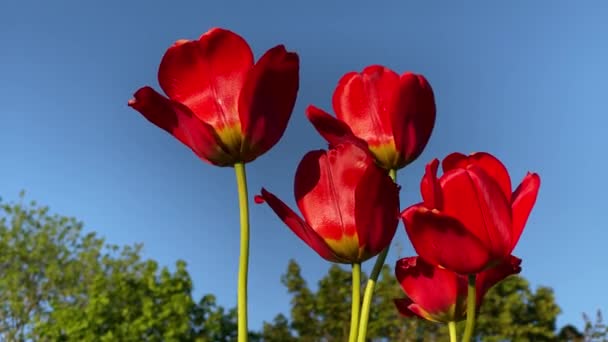 Tulipanes rojos se mueven desde el viento, 4K video primer plano — Vídeo de stock